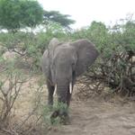 Tarangire Nationalpark