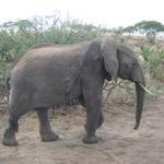 Tarangire Nationalpark