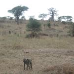 Tarangire Nationalpark