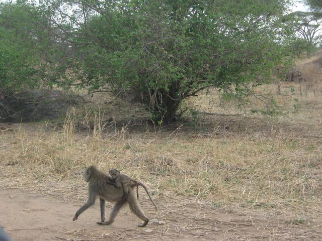 Tarangire Nationalpark