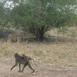 Tarangire Nationalpark