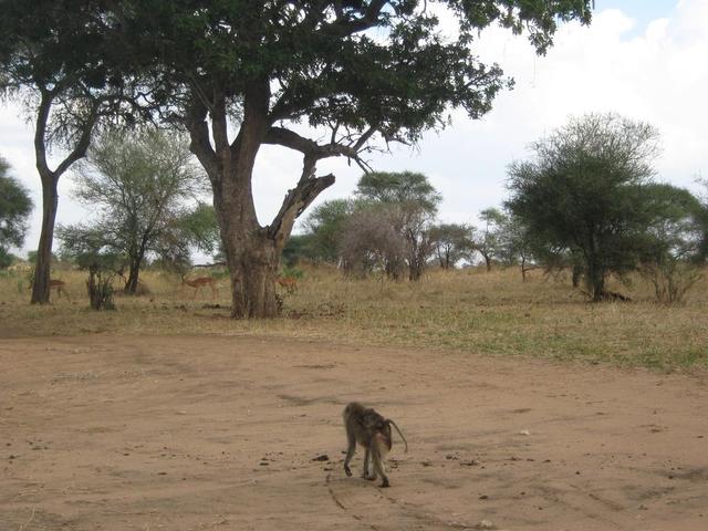 Tarangire Nationalpark