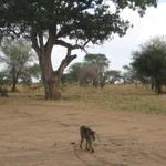 Tarangire Nationalpark