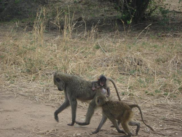 Tarangire Nationalpark