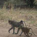 Tarangire Nationalpark