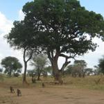 Tarangire Nationalpark