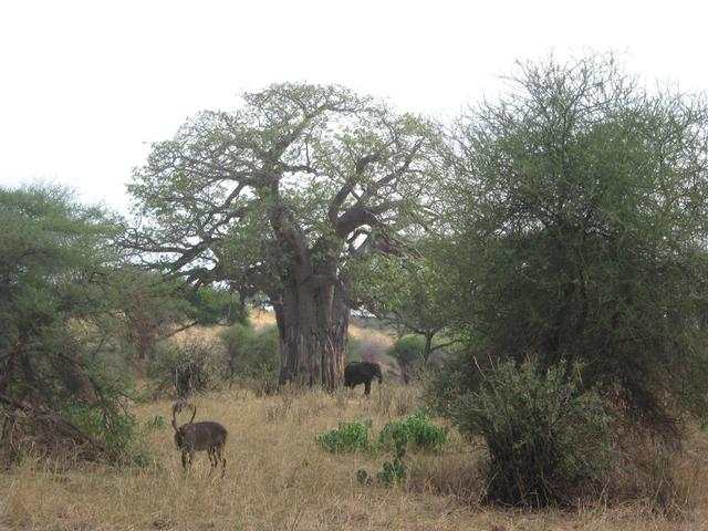 Tarangire Nationalpark