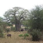 Tarangire Nationalpark