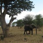 Tarangire Nationalpark