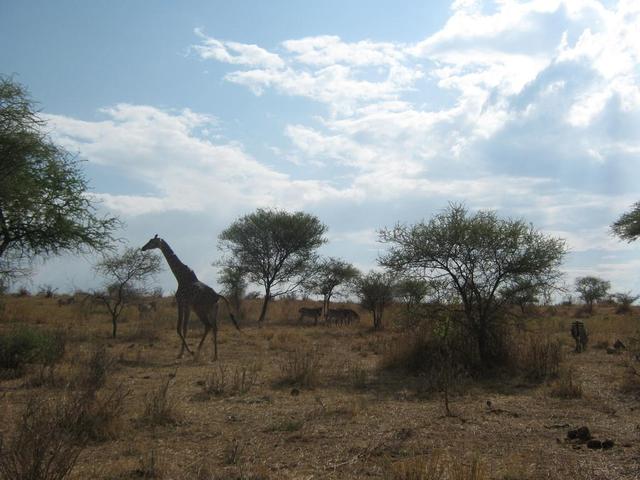 Tarangire Nationalpark