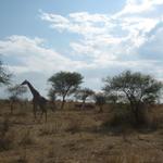 Tarangire Nationalpark