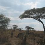 Tarangire Nationalpark