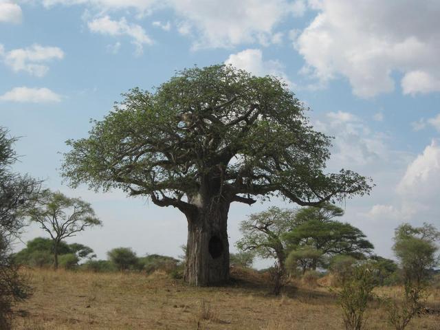 Tarangire Nationalpark