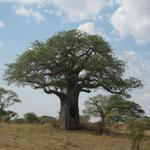 Tarangire Nationalpark