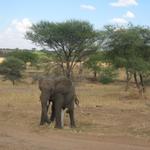 Tarangire Nationalpark