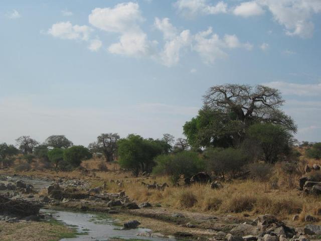 Tarangire Nationalpark