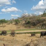 Tarangire Nationalpark