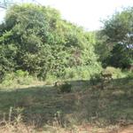 Lake Manyara Nationalpark