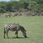 Lake Manyara Nationalpark