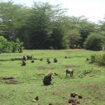 Lake Manyara Nationalpark