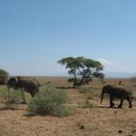 Lake Manyara Nationalpark