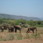 Lake Manyara Nationalpark