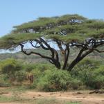 Lake Manyara Nationalpark