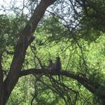 Lake Manyara Nationalpark