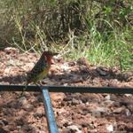 Lake Manyara Nationalpark