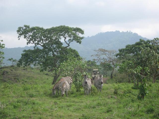 Arusha Nationalpark