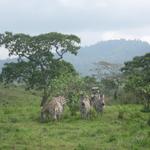 Arusha Nationalpark