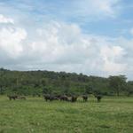 Arusha Nationalpark