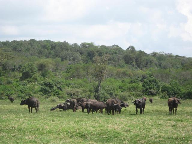 Arusha Nationalpark