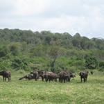 Arusha Nationalpark