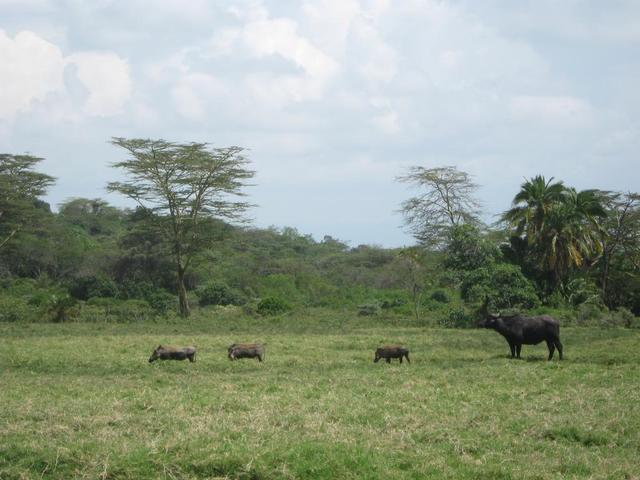 Arusha Nationalpark