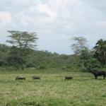 Arusha Nationalpark