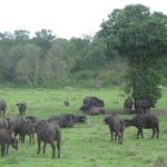 Arusha Nationalpark