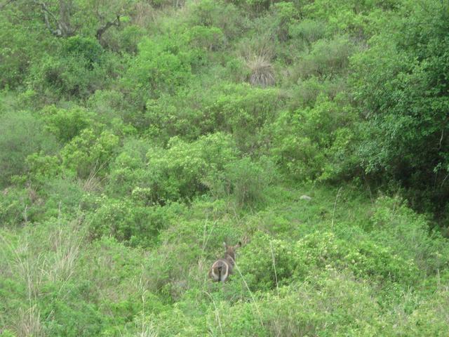 Arusha Nationalpark