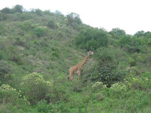 Arusha Nationalpark