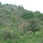 Arusha Nationalpark