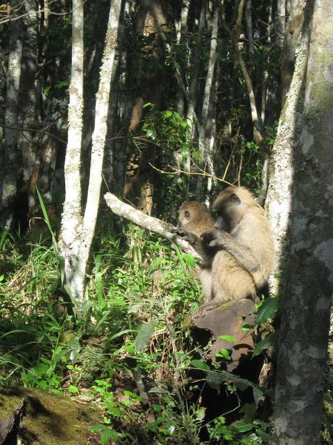 Arusha Nationalpark