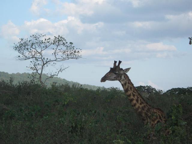 Arusha Nationalpark