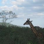 Arusha Nationalpark