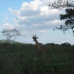 Arusha Nationalpark