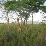 Arusha Nationalpark