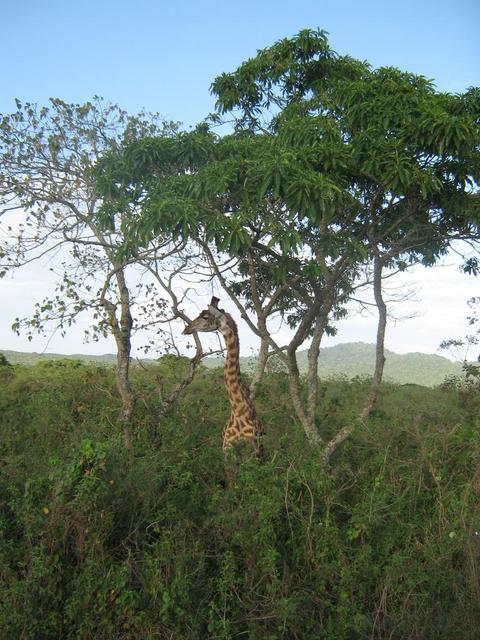 Arusha Nationalpark