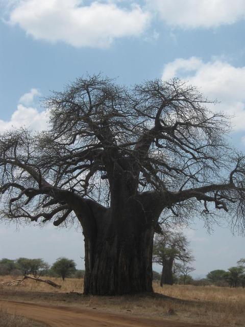 Tarangire Nationalpark