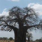 Tarangire Nationalpark