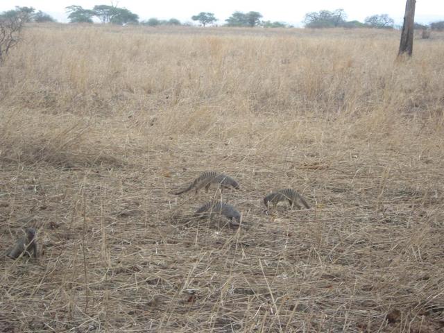 Tarangire Nationalpark