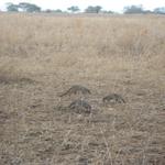 Tarangire Nationalpark